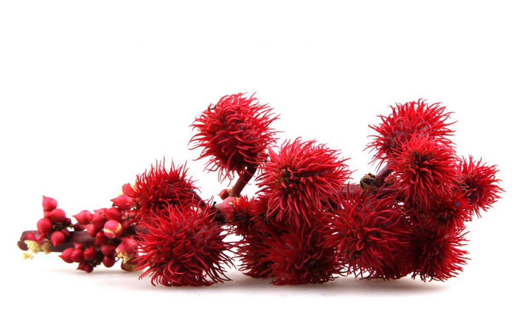 L’huile de ricin connue pour la pousse des cheveux, mais pas seulement huile-de-ricin