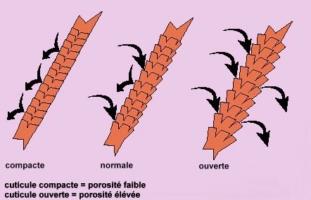 porosité cheveux