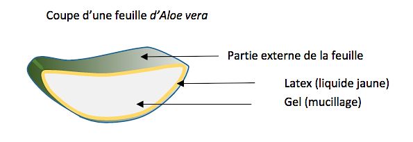 feuille aloe vera coupée