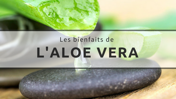 les bienfaits de l'aloe vera curls essentielle le blog