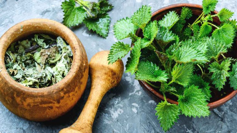 Quels sont les bienfaits de l’ortie piquante pour les cheveux ? quels sont les bienfaits de l'ortie piquante sur les cheveux boucles crepus